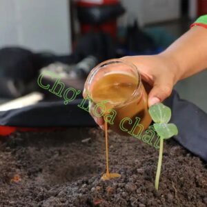 Dịch chiết cá dùng trong nông nghiệp